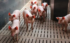Les différents types d'élevage : l’élevage porcin