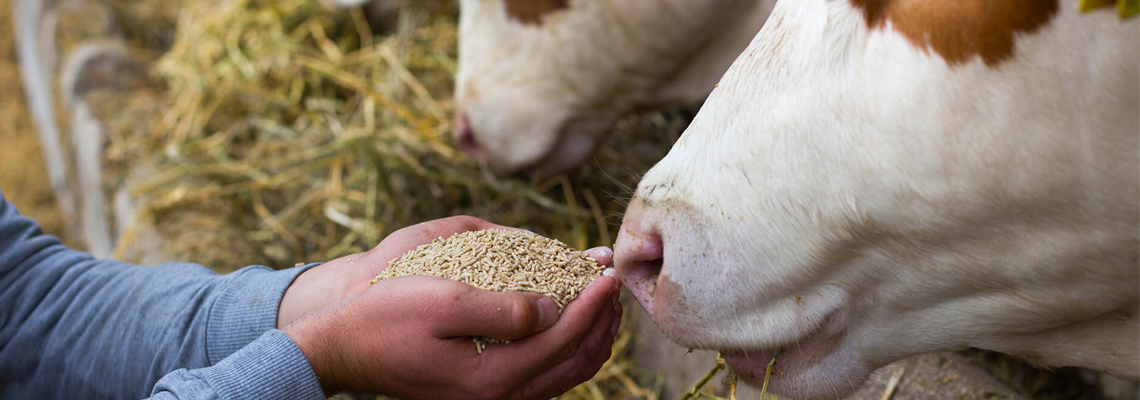 Aliments pour bovins