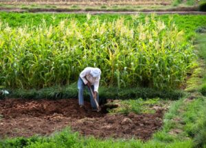 Qu'est-ce qu'une agriculture vivrière ?